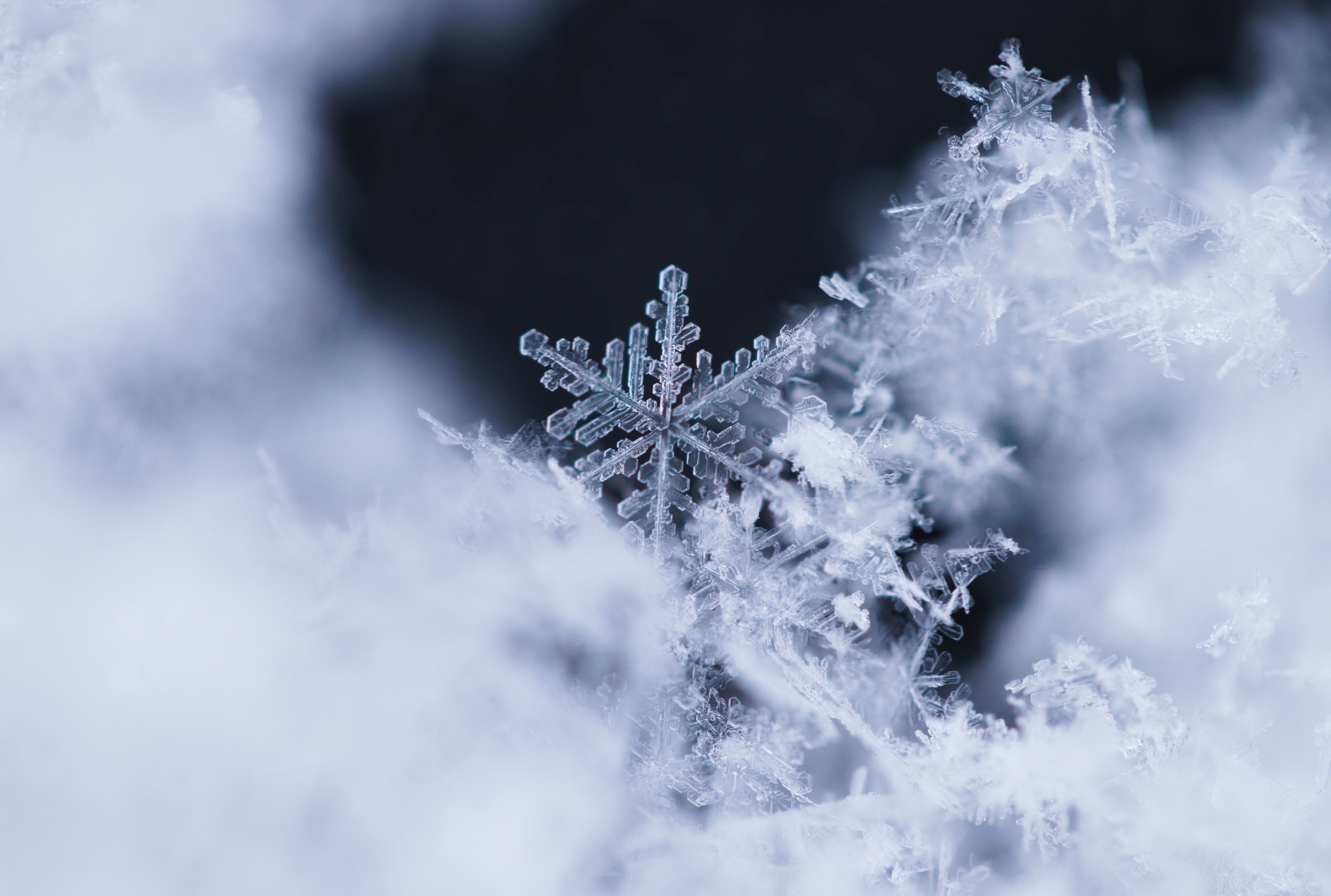 macro-photography-of-a-detailed-snowflake.jpg